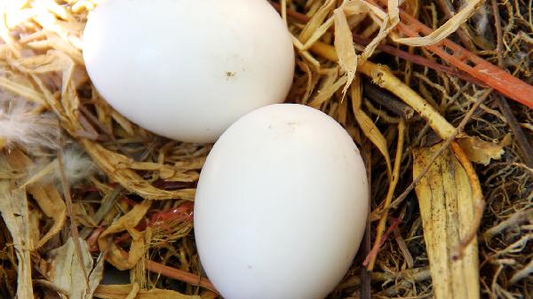 春季摄生重在养肝 这“三高食物”竟有助护肝